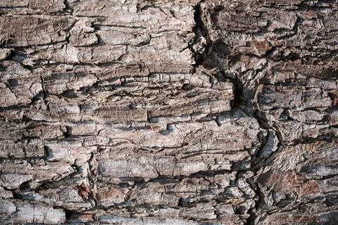 Tree bark background Stock Photos
