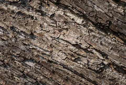 Tree bark background. Stock Photos