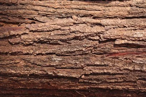 Tree bark in the background Stock Photos