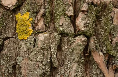 Tree Bark Background Foto stock