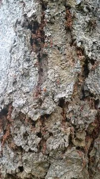 Tree bark as background Photos