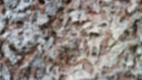 Tree bark as background Stock Photos