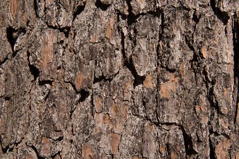 Tree Bark for Background Foto stock
