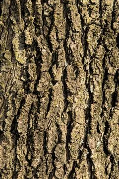 Tree Bark Background Stock-Fotos