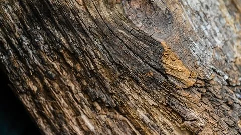 Tree bark in the background Stock Photos