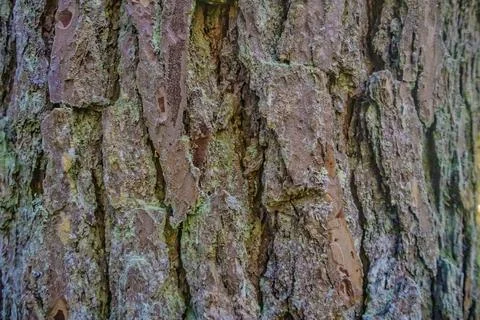 Tree bark background Stock Photos