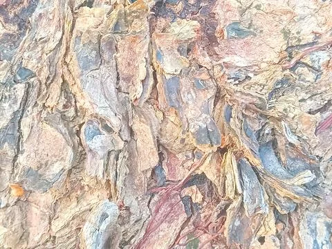 Tree bark background Stock Photos