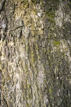Tree bark background texture natural view Stock Photos
