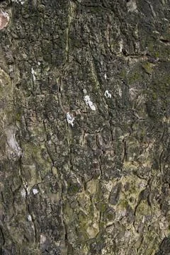 Tree bark background texture natural view Stock Photos
