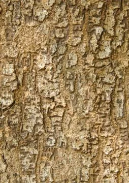 Tree bark background texture pattern Stock Photos