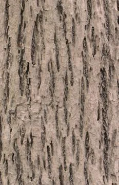 Tree bark background texture pattern Stock Photos