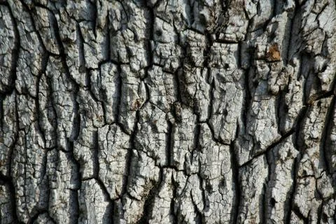 Tree bark background texture Stock Photos