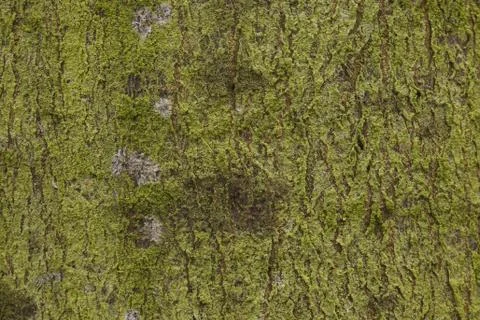 Tree bark background / texture Stock Photos