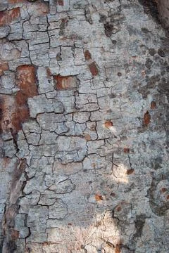 Tree bark background texture tree texture 库存照片