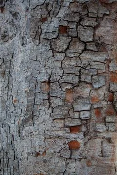 Tree bark background texture tree texture Stock Photos