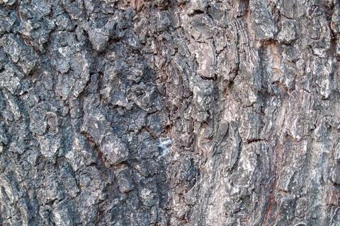 Tree bark background texture tree texture 库存照片