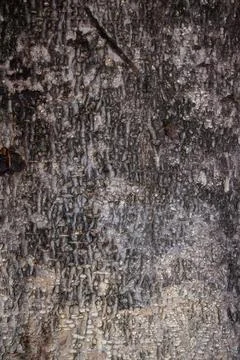 Tree bark background texture tree texture Stock Photos