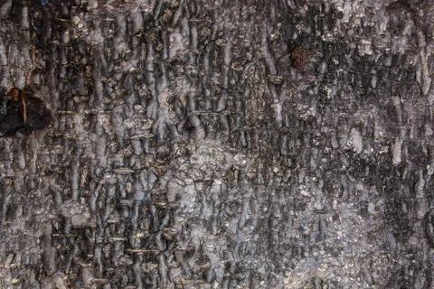 Tree bark background texture tree texture 库存照片