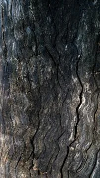 Tree bark background with wooden texture. Forest, Crimea. Stock Photos
