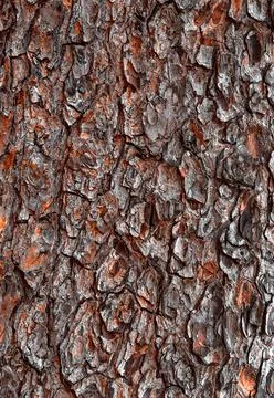 Tree bark background for your design. Abstract natural wood texture background. Stock Photos