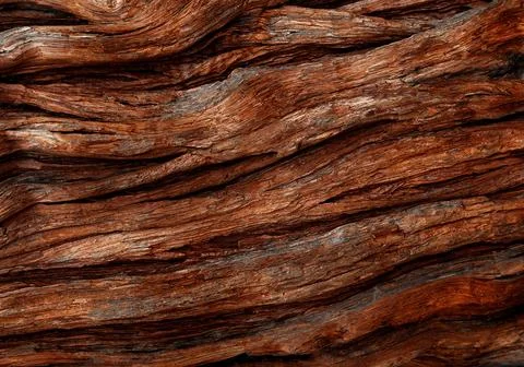 Tree bark background for your design. Abstract natural wood texture background. Stock Photos