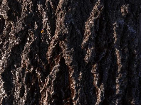 Tree bark background for your design. Abstract natural wood texture background. Stock Photos