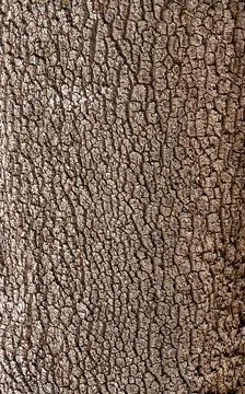 Tree bark background for your design. Abstract natural wood texture backgroun Stock Photos