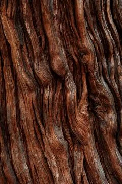Tree bark background for your design. Abstract natural wood texture backgroun Stock Photos