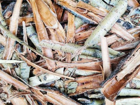 Tree bark. Bark from trees. Shells to be burned. Stock Photos
