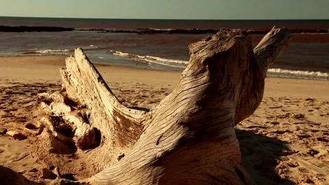 Tree bark on a beach Stock Footage 73665237