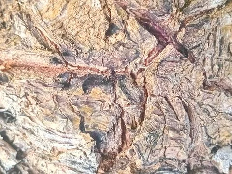 Tree bark on the beach Stock Photos