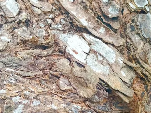 Tree bark on the beach Stock Photos