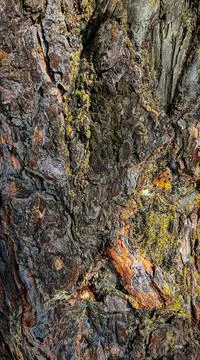 Tree bark with beautiful texture and background Stock Photos
