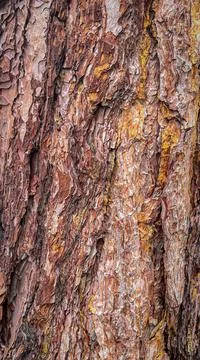 Tree bark with beautiful texture and background Stock Photos