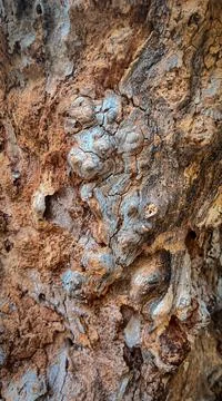 Tree bark with beautiful texture and background Stock Photos
