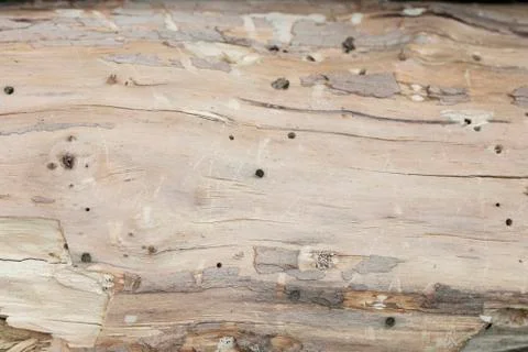Tree with bark beetles Stock Photos