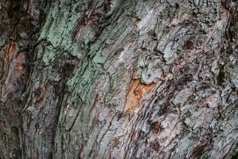 Tree bark bent wave texture closeup Stock Photos