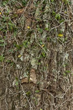 Tree bark with bindweed. Texture background. Stock Photos