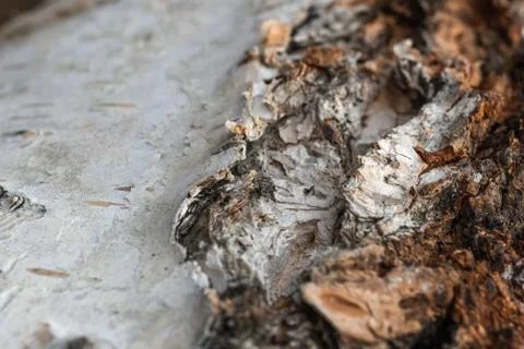 Tree bark, birch macro texture Stock Photos