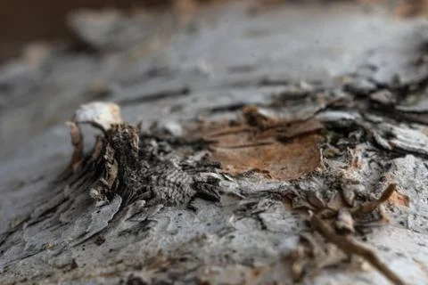 Tree bark, birch macro texture Stock Photos