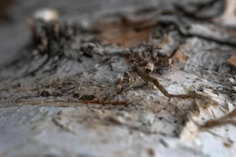 Tree bark, birch macro texture Stock Photos