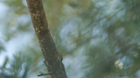 Tree bark blurred Stock Footage 98206090