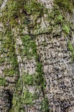 Tree bark with boring insect damage and green moss Stock Photos