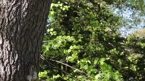 TREE BARK BREEZE Stock Footage 183094316