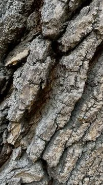 Tree bark  brown nature texture  Stock Photos