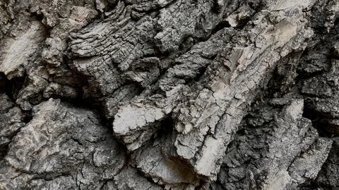 Tree bark  brown nature texture  Stock Photos