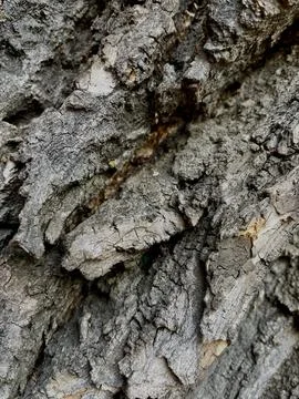 Tree bark  brown nature texture  Stock Photos