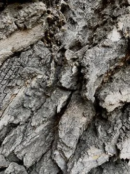 Tree bark  brown nature texture  Stock Photos
