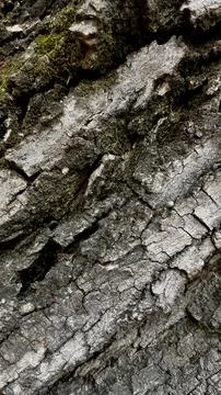 Tree bark  brown nature texture  Stock Photos