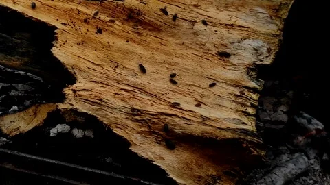 A tree bark burning in a fire along which woodlice crawl. Stock Footage 154221573